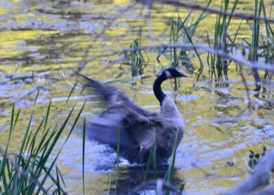 Welcoming the Wild Goose