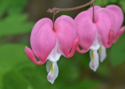 A Lenten Valentine: How do I love thee?