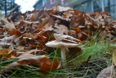 Zen and the art of fall lawn maintenance