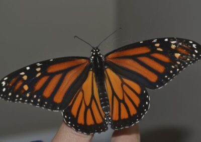 Butterflies in winter: the soul clings to life