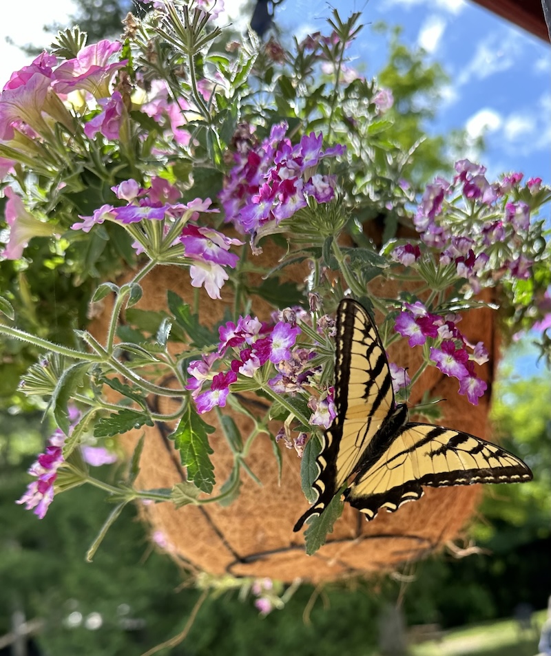 Butterfly as a symbol of new life on Easter