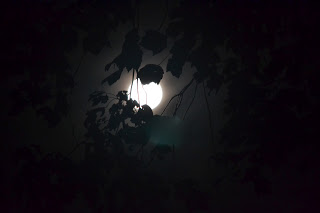 Praying in the company of Brother Sun, Sister Moon