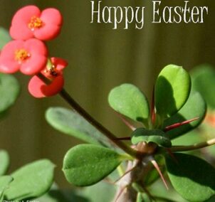 Alleluia! He is risen!