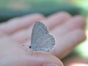 Moth