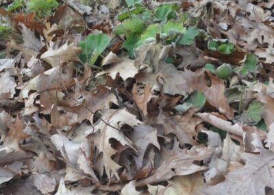 Moving Meditation: the sacred rhythm of raking