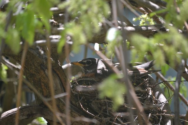Birds have nests...