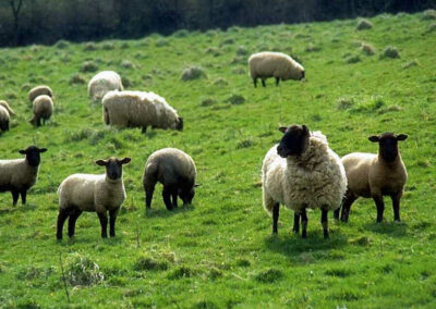 Shepherds who live with the smell of their sheep