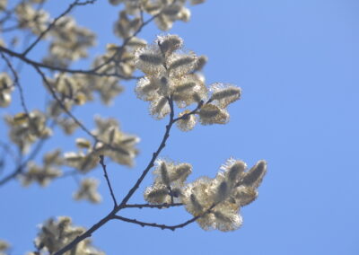 Visio Divina: seeing with the eyes of love