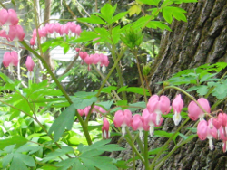 Planting with prayer in mind